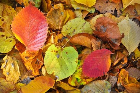  Folhas Caídas: Een Vertelling Over Verlies, Liefde En De Kracht Van De Natuur!