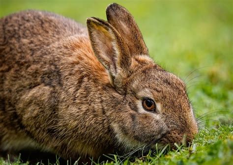  De Bamboehouwer: Een Verhaal Van Onverwachte Heldendom En De Magie Van De Natuur!