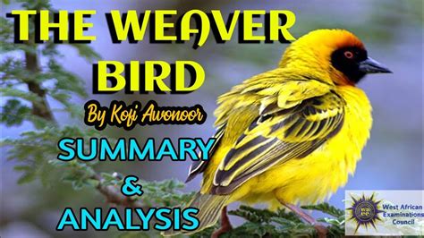  The Weaver Bird - A Tale of Cunning, Transformation, and Unexpected Consequences!