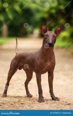  Xoloitzcuintli: De Magische Hond Uit De Oertijd Voor een Reis Naar Het Andere Leven!