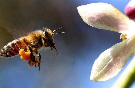 Zoemende Bijen Een Verhaal Over De Daden Van Heldhaftige Insecten En De Macht Van Samenwerking!